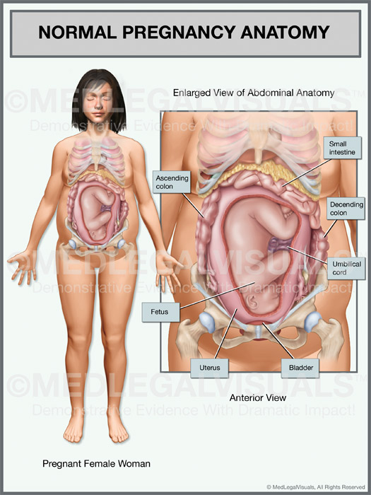 Anatomy Of Pregnant Woman Organs 32