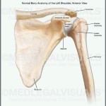 Injured Shoulder in Auto Accident